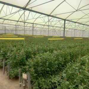 Advanced Floriculture Risk Management