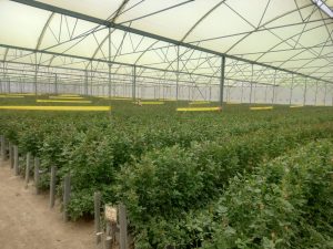 Advanced Floriculture Risk Management