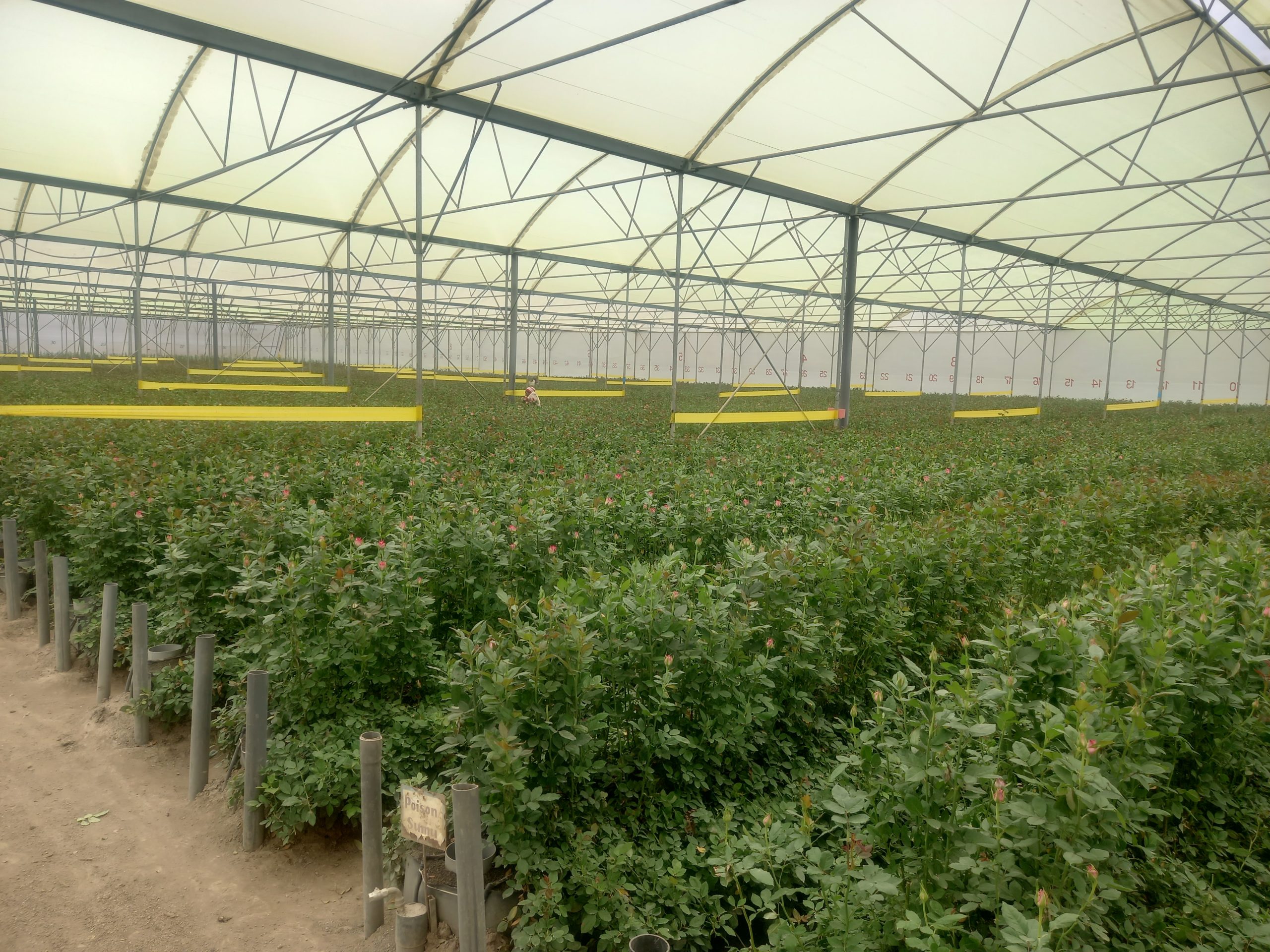 Advanced Floriculture Risk Management