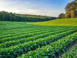 Agriculture Insurance