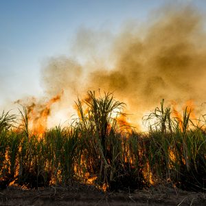 Sugarcane Fire Insurance