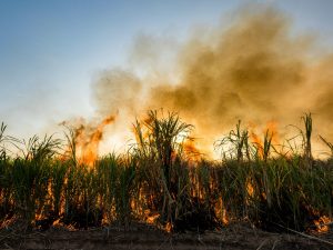 Sugarcane Fire Insurance