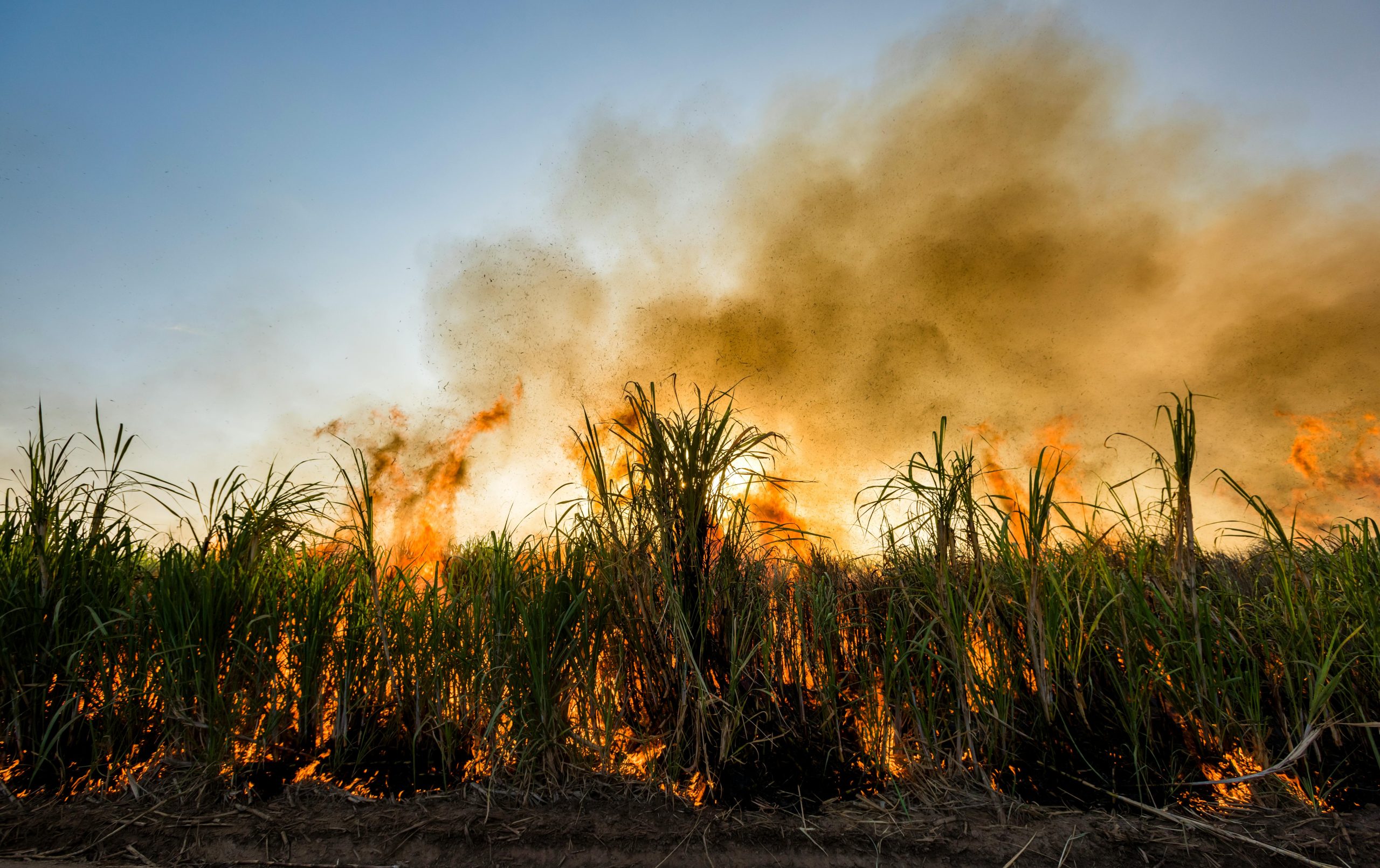 Sugarcane Fire Insurance