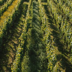 Sustainable Agriculture and Farm Management