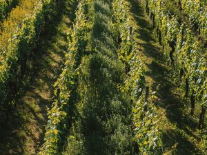 Sustainable Agriculture and Farm Management