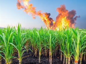 Sugarcane Fire Insurance