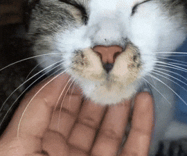 Cybersecurity in Veterinary Practices